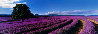 Lavender Sea 1.5M Huge - Tasmania, Australia Panorama by Peter Lik - 1