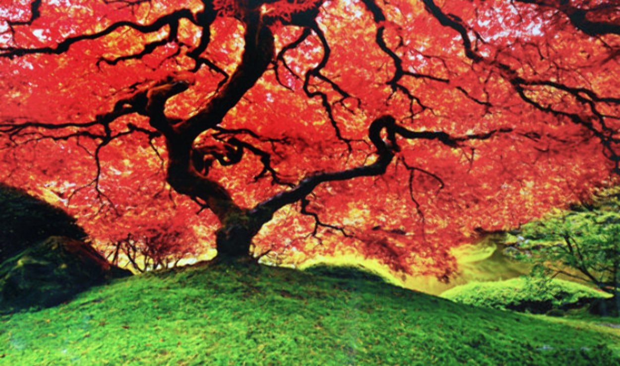 Tree of Life (Oregon) Panorama by Peter Lik