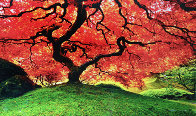 Tree of Life (Oregon) Panorama by Peter Lik - 0