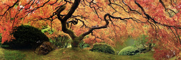 Tree of Zen 1.5M Huge Panorama - Peter Lik