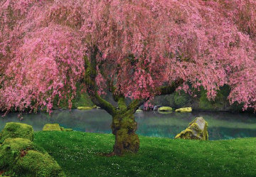Tree of Dreams (Washington State) Panorama - Peter Lik Tree of Dreams (Washington State) Panorama - Peter Lik