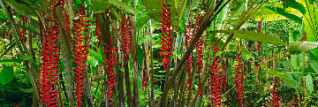 Blushing Forest Panorama - Peter Lik Blushing Forest Panorama - Peter Lik