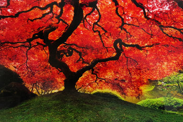 Tree of Life (Oregon) 1.5M Huge Panorama - Peter Lik Tree of Life (Oregon) 1.5M Huge Panorama - Peter Lik