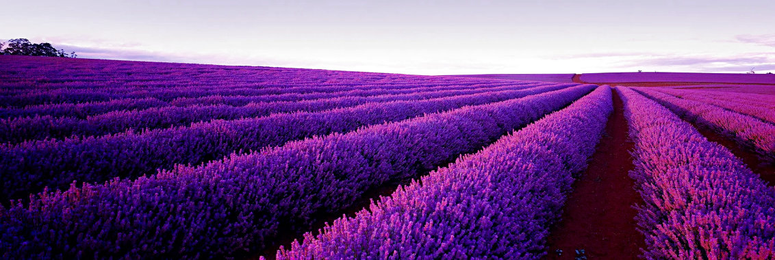 Lavender 1M - Huge - Nabowla, Tasmania Panorama by Peter Lik