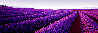 Lavender 1M - Huge - Nabowla, Tasmania Panorama by Peter Lik - 0