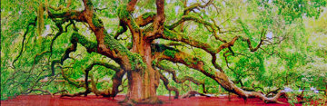 Tree of Hope  Panorama - Peter Lik