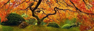 Tree of Zen Panorama - Peter Lik Tree of Zen Panorama - Peter Lik