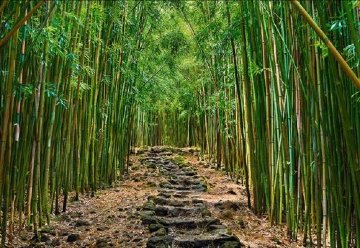 Enchanted Pathway Panorama - Peter Lik Enchanted Pathway Panorama - Peter Lik