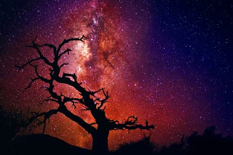 Tree of the Universe 1M -- Hawaii - Ash Wood Frame Panorama - Peter Lik