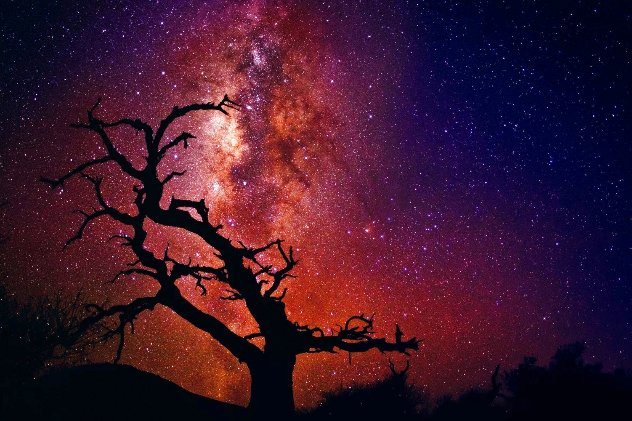 Tree of the Universe 1M -- Hawaii - Ash Wood Frame Panorama by Peter Lik