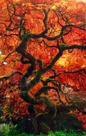 Infinity Tree Panorama by Peter Lik - 0 Infinity Tree Panorama by Peter Lik - 0