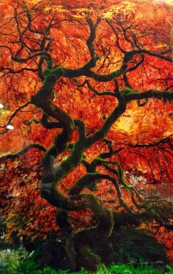 Infinity Tree Panorama by Peter Lik Infinity Tree Panorama by Peter Lik