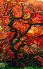 Infinity Tree Panorama by Peter Lik - 0 Infinity Tree Panorama by Peter Lik - 0