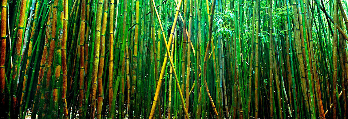 Bamboo 1M - Huge - Pipiwai Trail, Hana, Hawaii Panorama by Peter Lik