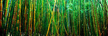 Bamboo (Pipiwai Trail, Hana, Hawaii) Panorama - Peter Lik
