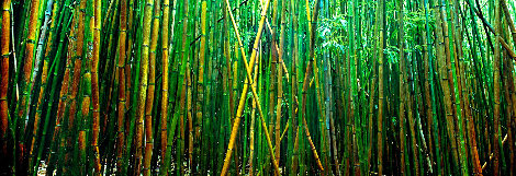 Bamboo 1M - Pipiwai Trail, Hana, Hawaii Panorama - Peter Lik