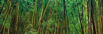 Prosperity (Maui, Hawaii) Panorama - Peter Lik Prosperity (Maui, Hawaii) Panorama - Peter Lik
