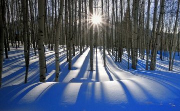 Sunlit Birches (Telluride, Colorado) 1.5M Panorama - Peter Lik Sunlit Birches (Telluride, Colorado) 1.5M Panorama - Peter Lik