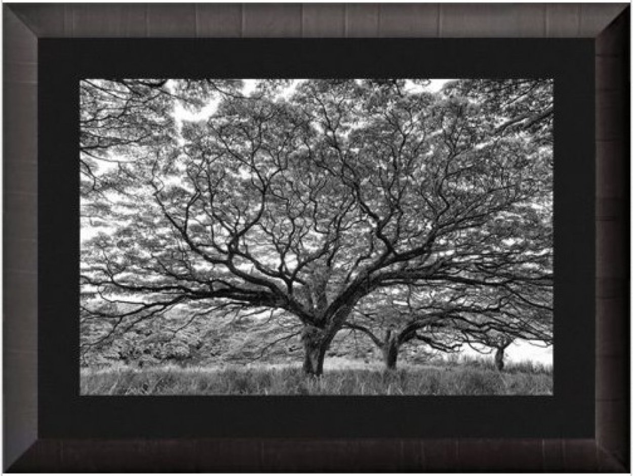 Vitality AP Panorama by Peter Lik Vitality AP Panorama by Peter Lik