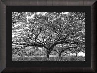 Vitality AP Panorama by Peter Lik - 0 Vitality AP Panorama by Peter Lik - 0