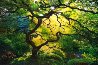 Inner Peace (Oregon) Panorama by Peter Lik - 0 Inner Peace (Oregon) Panorama by Peter Lik - 0