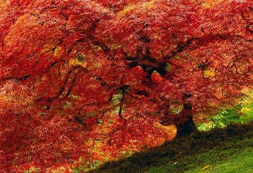 Enchantment Panorama - Peter Lik Enchantment Panorama - Peter Lik