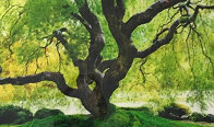 Tree of Serenity AP Epic Mural Size  108 in Panorama by Peter Lik - 0