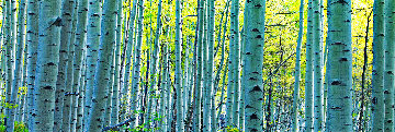 Endless Birches Colorado 1.5M Huge Panorama - Peter Lik Endless Birches Colorado 1.5M Huge Panorama - Peter Lik