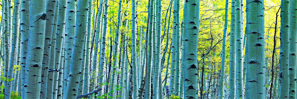Endless Birches 1.5M - Huge  -  Aspen, Colorado Panorama by Peter Lik