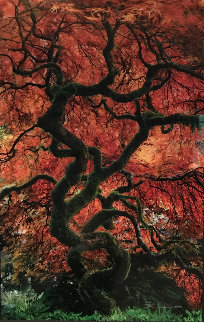 Infinity Tree - Cigar Leaf Frame Panorama - Peter Lik