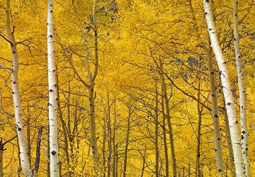 Yellow Panorama - Peter Lik Yellow Panorama - Peter Lik