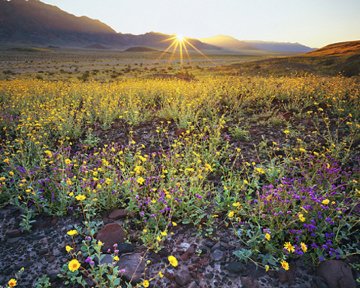 Starburst Panorama - Rodney Lough, Jr. Starburst Panorama - Rodney Lough, Jr.