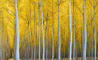 Cathedral Forest Panorama by Rodney Lough, Jr. - 0 Cathedral Forest Panorama by Rodney Lough, Jr. - 0