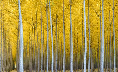 Cathedral Forest Panorama - Rodney Lough, Jr.