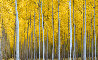 Cathedral Forest 1M Panorama by Rodney Lough, Jr. - 0