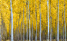 Cathedral Forest Panorama by Rodney Lough, Jr. - 0 Cathedral Forest Panorama by Rodney Lough, Jr. - 0