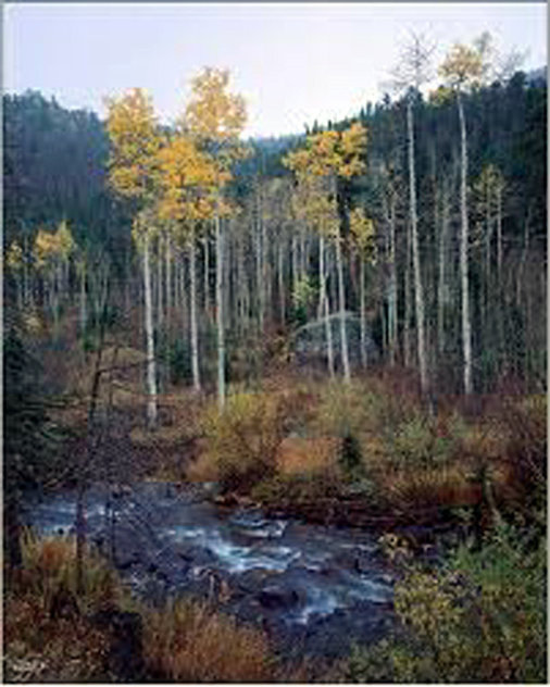 Aspen Creek, Colorado Panorama by Rodney Lough, Jr.