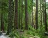 Ancient Forest - Redwoods - California Panorama by Rodney Lough, Jr. - 1