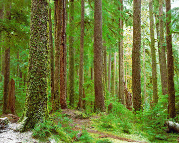 Ancient Forest Panorama - Rodney Lough, Jr. Ancient Forest Panorama - Rodney Lough, Jr.