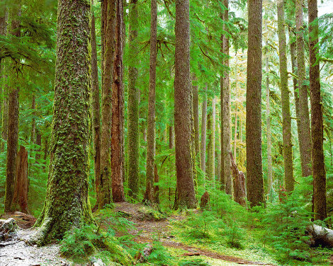Ancient Forest - Redwoods - California Panorama - Rodney Lough, Jr.