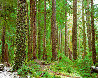 Ancient Forest - Redwoods - California Panorama by Rodney Lough, Jr. - 0