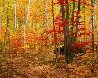 Big Birch Forest AP Panorama by Rodney Lough, Jr. - 1 Big Birch Forest AP Panorama by Rodney Lough, Jr. - 1