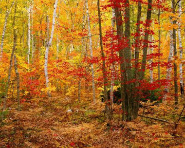 Big Birch Forest   AP#1 Panorama - Rodney Lough, Jr. 