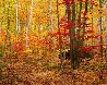 Big Birch Forest  AP#1 2008 - #1 in the Edition Panorama by Rodney Lough, Jr. - 0