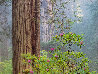 God's Garden Panorama by Rodney Lough, Jr. - 3