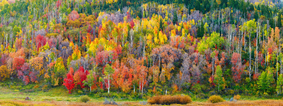 Fall Splendor 1M - Dixie National Forest, Utah Panorama by Rodney Lough, Jr.