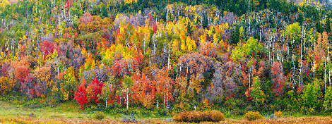 Fall Splendor 1M - Dixie National Forest, Utah Panorama - Rodney Lough, Jr.