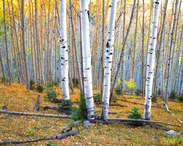Aspens in the Dixie Panorama by Rodney Lough, Jr.