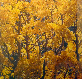 Yellow 2009 Panorama - Rodney Lough, Jr. 