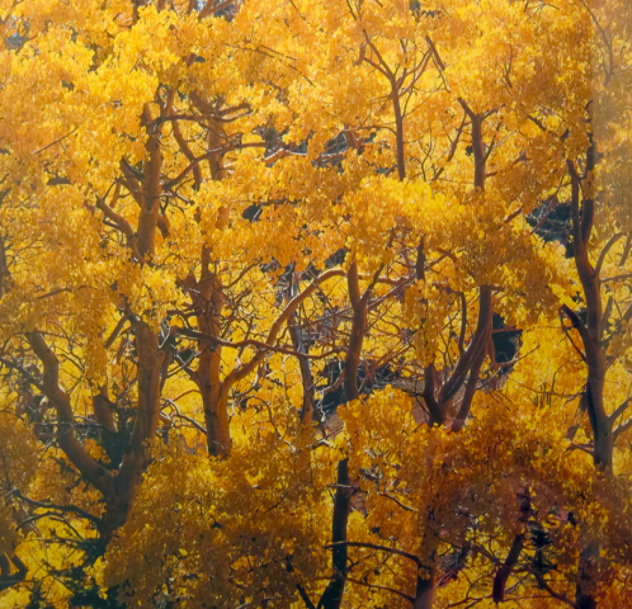 Yellow 2009 Panorama by Rodney Lough, Jr.